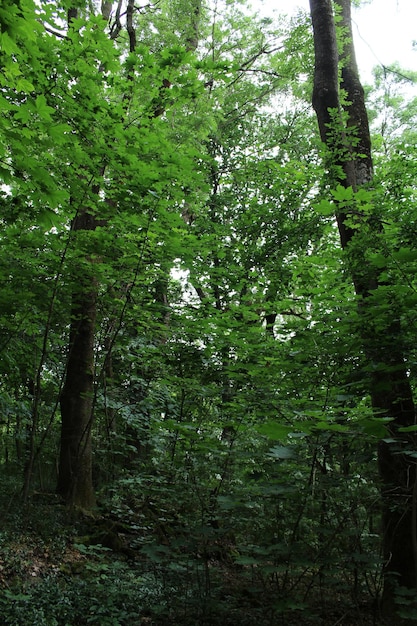 Ein Weg durch einen Wald