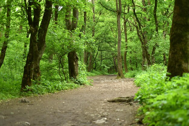 Ein Weg im grünen Wald