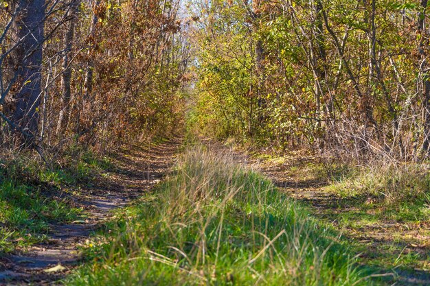 Ein Weg im Wald. Herbstlandschaft