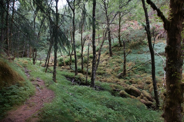 Ein Weg in einem mit Moos bedeckten Wald