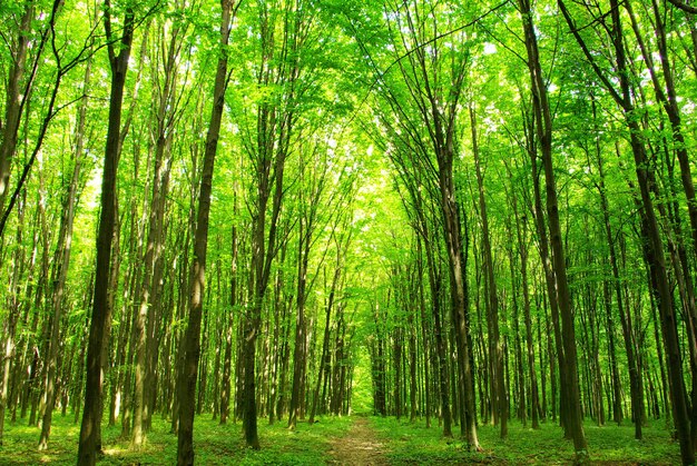 Ein Weg ist im grünen Wald