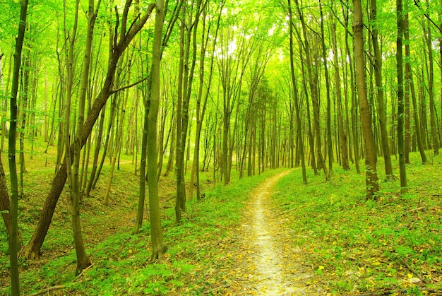 Ein Weg ist im grünen Wald