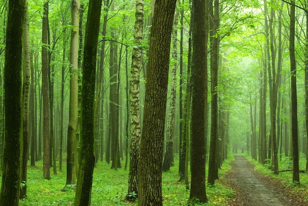 Ein Weg ist im grünen Wald