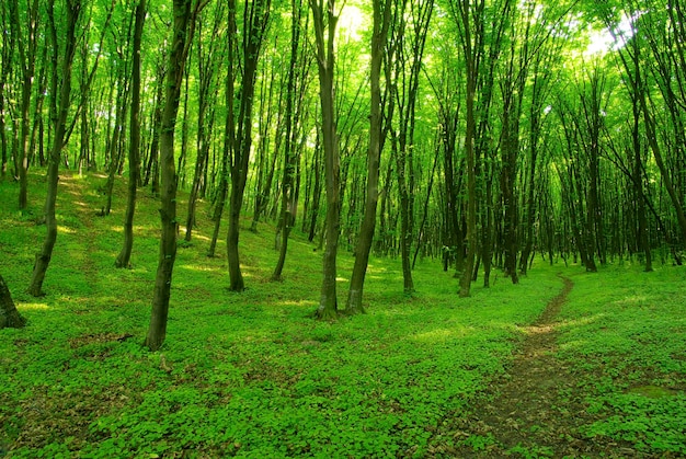 Ein Weg ist im grünen Wald