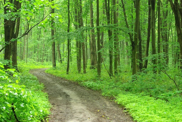 Ein Weg ist im grünen Wald