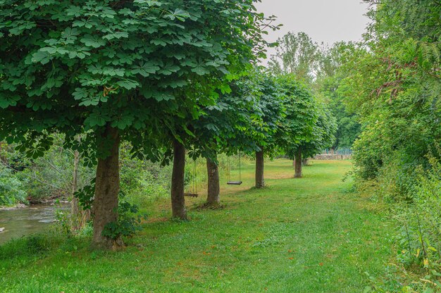 Ein Weg mit Bäumen und einer Schaukel in der Ferne