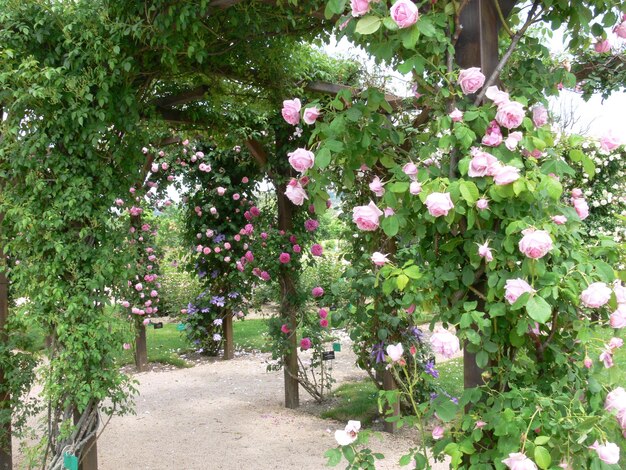 Ein Weg mit Rosen darauf und ein Weg, zu dem ein Weg führt.