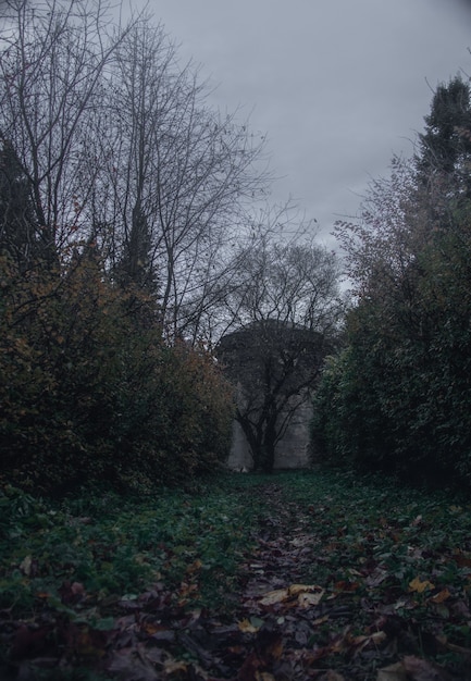 Ein Weg zwischen Büschen im Nebel und ein Gebäude mit altem Baum am Ende