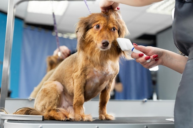 Ein weiblicher Groomer, der einen Hund mit Kamm kämmt Großer Hund im Pflegesalon