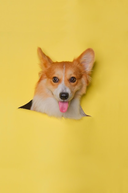 Ein weiblicher walisischer Corgi-Pembroke-Hund, Fotoshooting, Studio-Tierfotografie mit Konzept, das gelben Papierkopf mit Ausdruck durchbricht