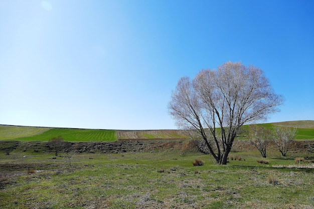 Ein Weidenbaum im Frühjahr bereit zu blühen