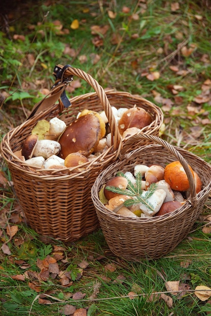 Ein Weidenkorb gefüllt mit Waldpilzen auf dem Hintergrund der Herbstblätter