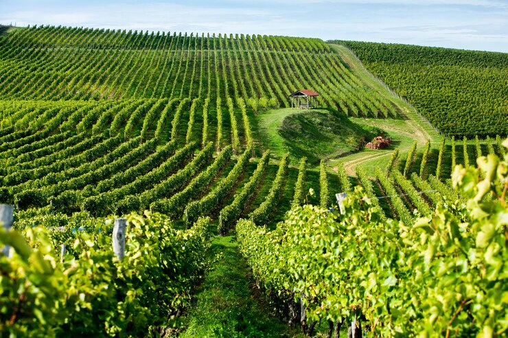 Foto ein weinberg mit einem roten haus auf dem hügel