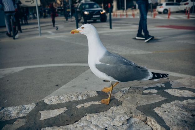 Ein weiß-grauer Vogel mit gelbem Schnabel