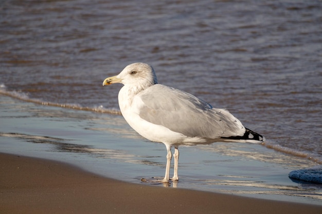 Ein weiß-grauer Vogel steht im Wasser