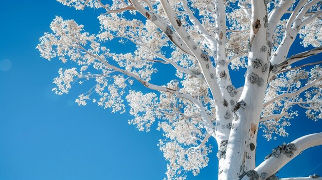 Ein weißer Baum mit blauem Himmel im Hintergrund