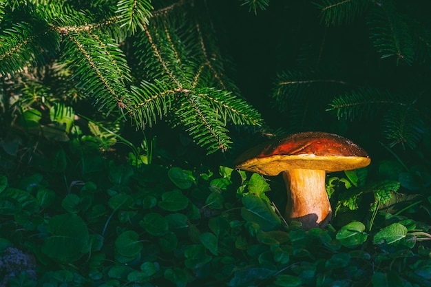 Ein weißer Boletus-Pilz in einem hellen Sonnenstrahl im grünen Gras unter einem grünen Tannenzweig