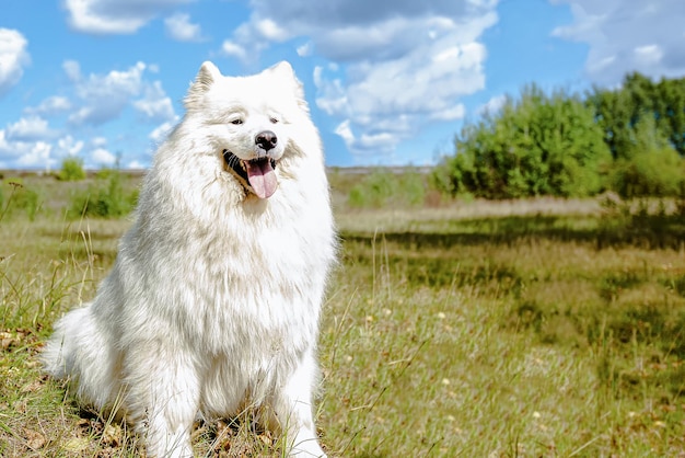 Ein weißer, flauschiger, reinrassiger Hund in einem Naturpark Samoyed Animal Themen