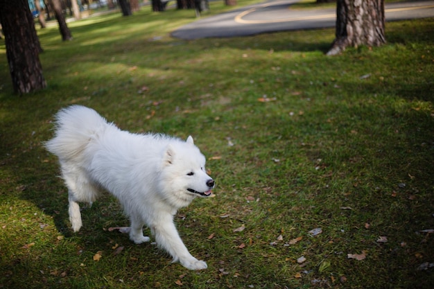 Ein weißer Hund geht im Gras spazieren