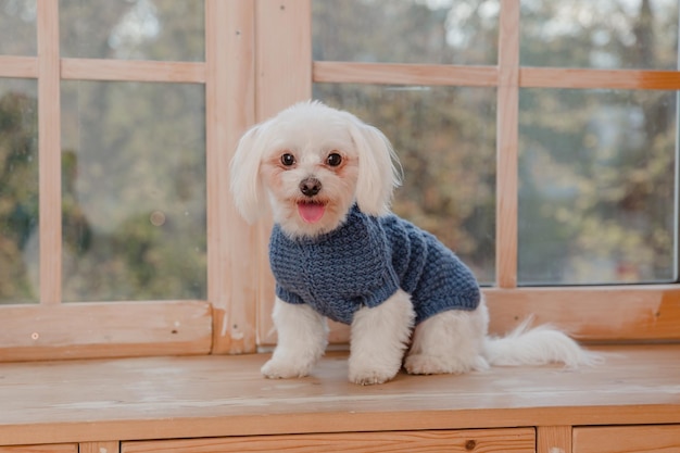 Ein weißer Hund im blauen Pullover sitzt auf einem Fensterbrett.