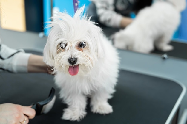 Ein weißer Hund lässt sich in einem Friseursalon die Haare schneiden. Bolonka Bolognese.