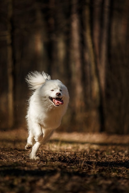 Ein weißer Hund läuft im Wald