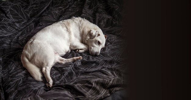 Ein weißer Hund liegt auf einem Bett Haustiere