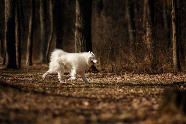 Ein weißer Hund mit blauem Halsband steht auf einem Feld.