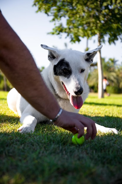 Ein weißer Hund mit einem schwarzen Fleck auf einem Auge, der mit einem Ball spielt,