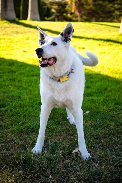 Ein weißer Hund mit einem schwarzen Fleck auf einem Auge in einem Park, weißer Schweizer Schäferhund gemischt mit englischem Vorstehhund