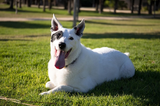 Ein weißer Hund mit einem schwarzen Fleck auf einem Auge in einem Park, weißer Schweizer Schäferhund gemischt mit englischem Vorstehhund