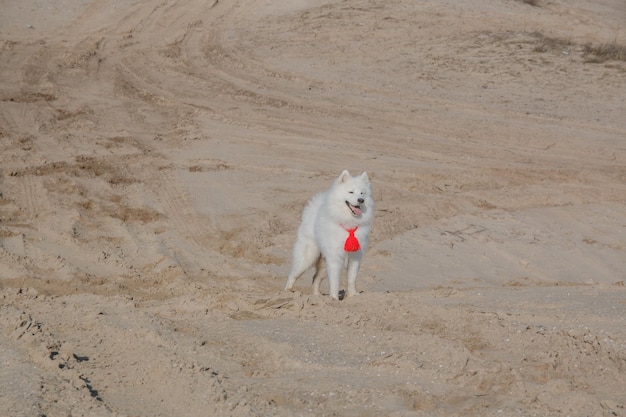 Ein weißer Hund mit roter Krawatte