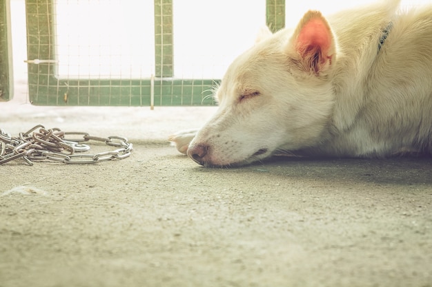 Ein weißer Hund schläft mit einem Türzaun und einer Kette im Hintergrund.