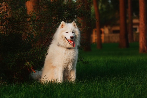 Ein weißer Hund sitzt im Gras vor einem Baum.