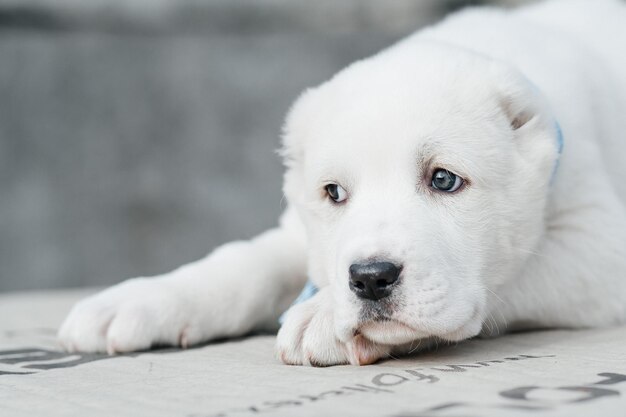 ein weißer Hund