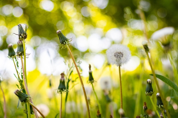 Ein weißer Löwentier auf einer Wiese unter dem Gras im Sonnenlicht