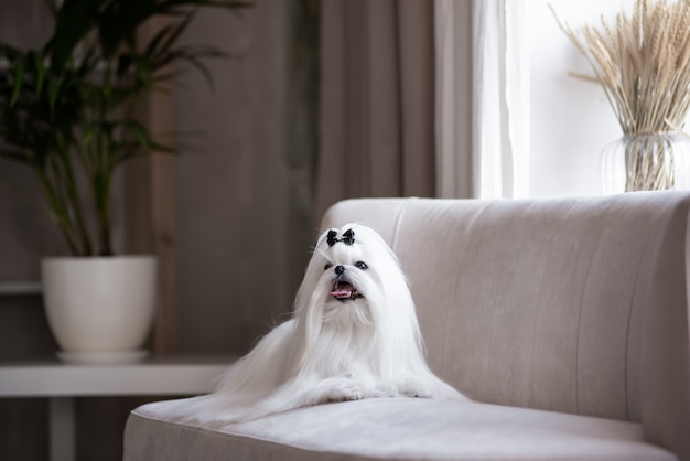 Ein weißer maltesischer Hund in einem schönen Interieur. Wunderschöne Pflege.