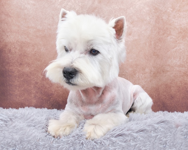 Ein weißer maltesischer Hund liegt auf einem blauen Teppich. Der Hund wird in einem professionellen Pflegesalon geschnitten