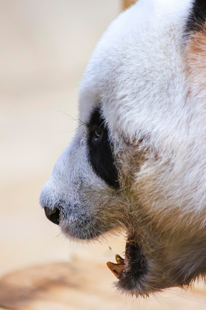 Ein weißer Panda mit schwarzen Abzeichen im Gesicht