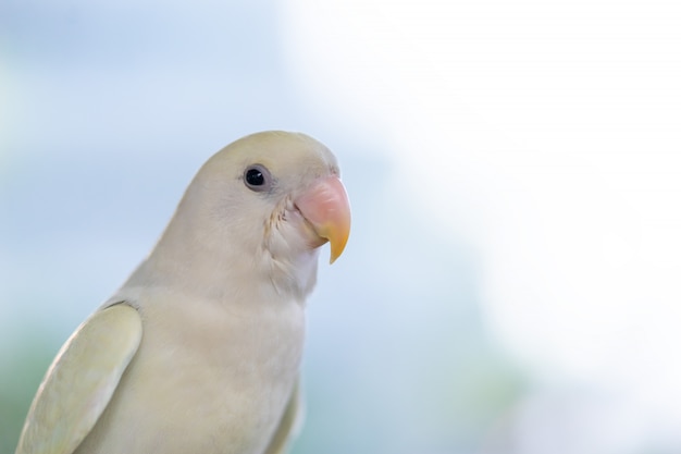 Ein weißer Papagei, der herauf Gesicht geschlossen steht