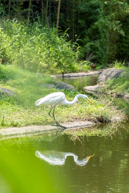 Ein weißer Reiher in einem See Sie können die Reflexion des Reihers im grünen Wasser und in der Vegetation des Sees um Mexiko sehen