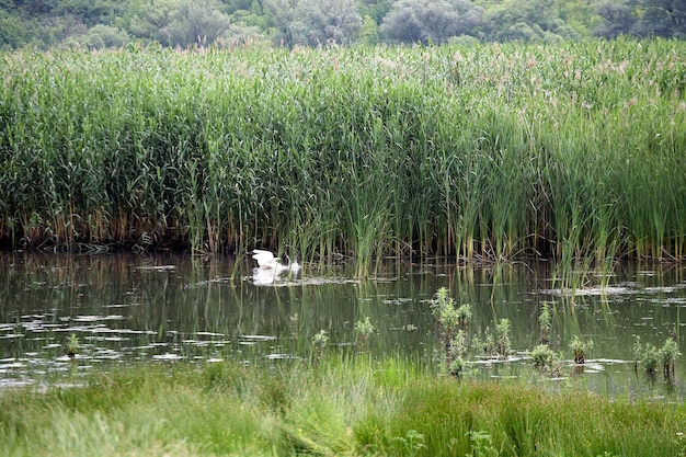 Ein weißer Reiher steht im Teich inmitten von Schilf.