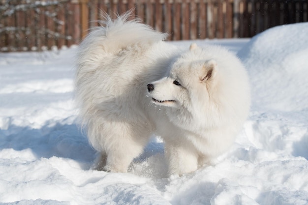 Ein weißer Samoyed-Hund spielt draußen im Schnee