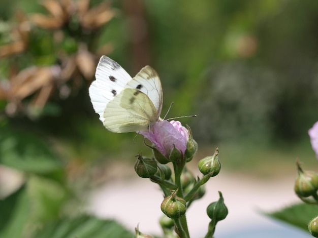 Ein weißer Schmetterling sitzt auf einer Blume mit dem Wort Schmetterling darauf.