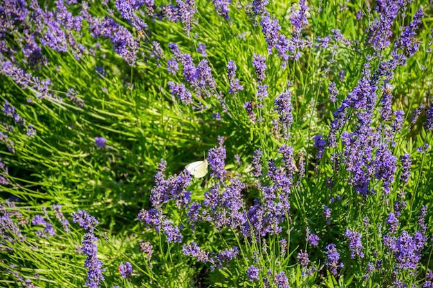 Ein weißer Schmetterling und eine fleißige Biene bestäuben Lavendelblüten.