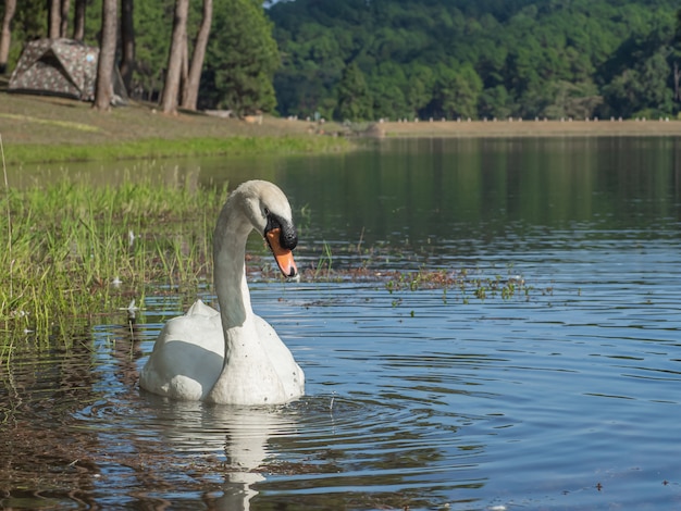 Ein weißer Schwan, der auf dem Wasser schwimmt