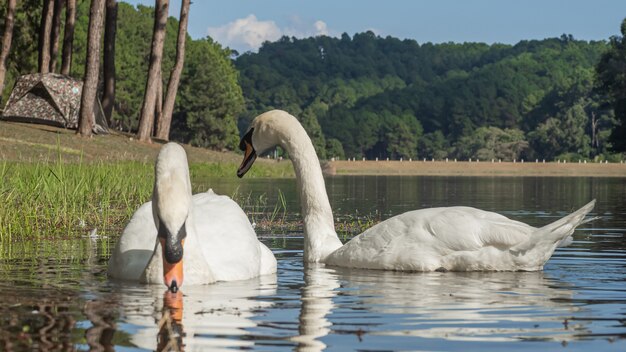 Ein weißer Schwan, der auf dem Wasser schwimmt