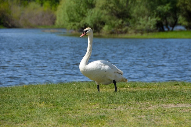 Ein weißer Schwan geht den grasbewachsenen Hang eines Flussufers hinauf