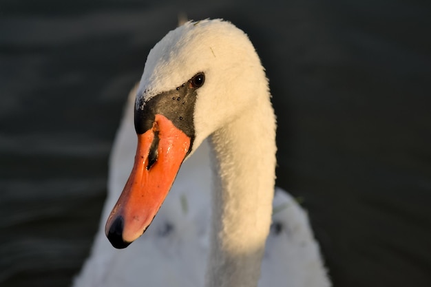 Ein weißer Schwan schwimmt im Wasser mit der Reflexion der Sonne.