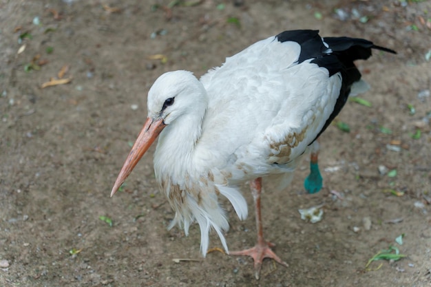 Foto ein weißer storch geht im park, ein großer weißer vogel im zoo, ein kranker storch mit gebrochenem bein.
